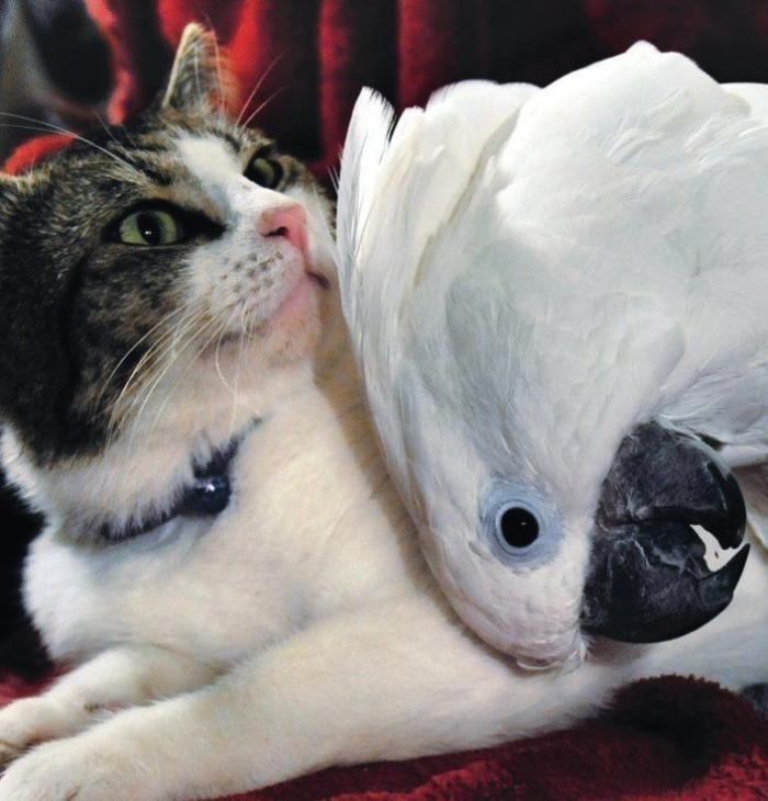 Amistades increíbles entre animales