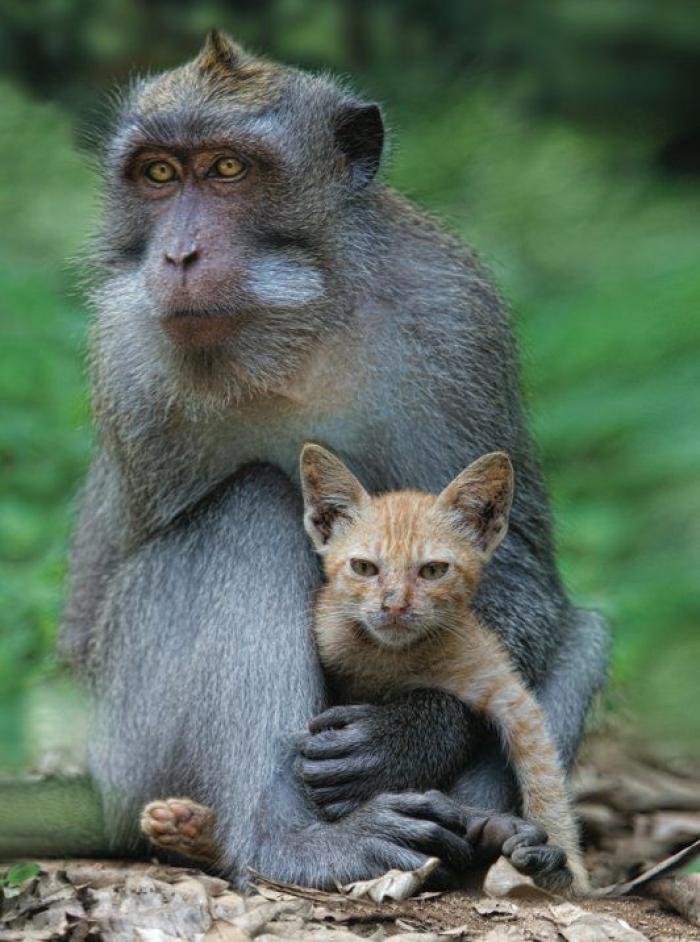 Amistades increíbles entre animales