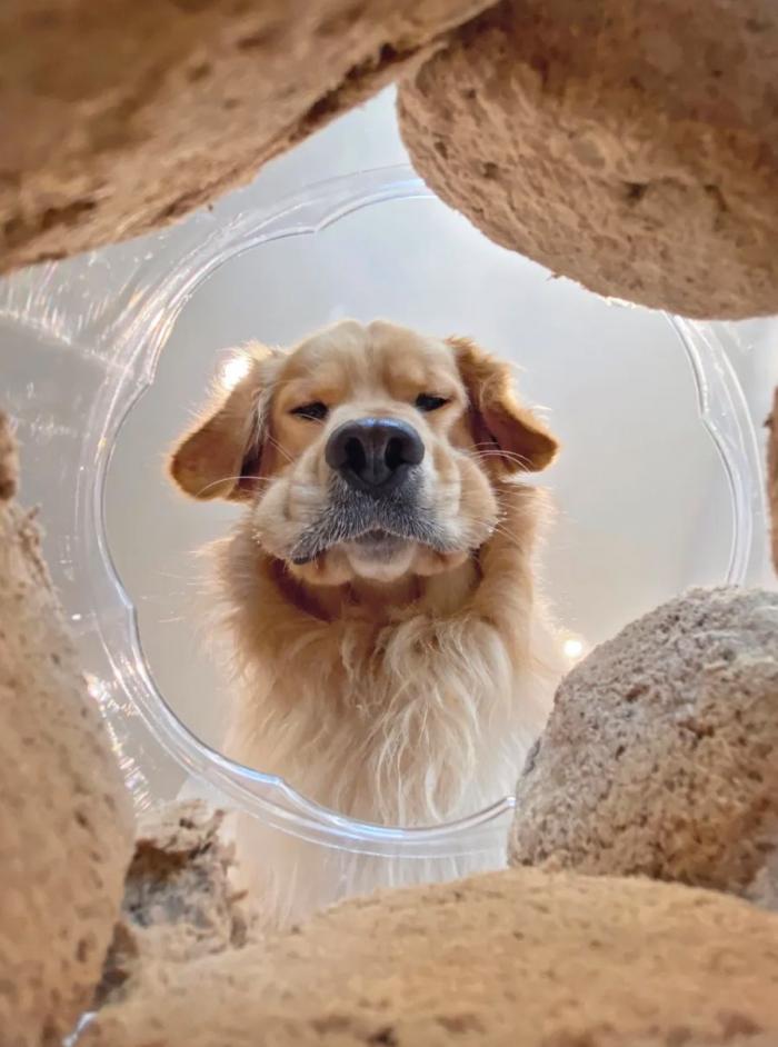 Las 29 fotos más divertidas de mascotas de los premios Comedy Pet Photo Awards