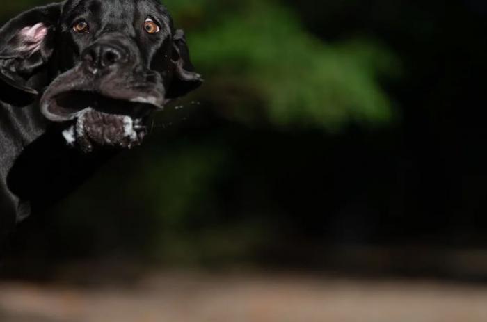 Las 29 fotos más divertidas de mascotas de los premios Comedy Pet Photo Awards