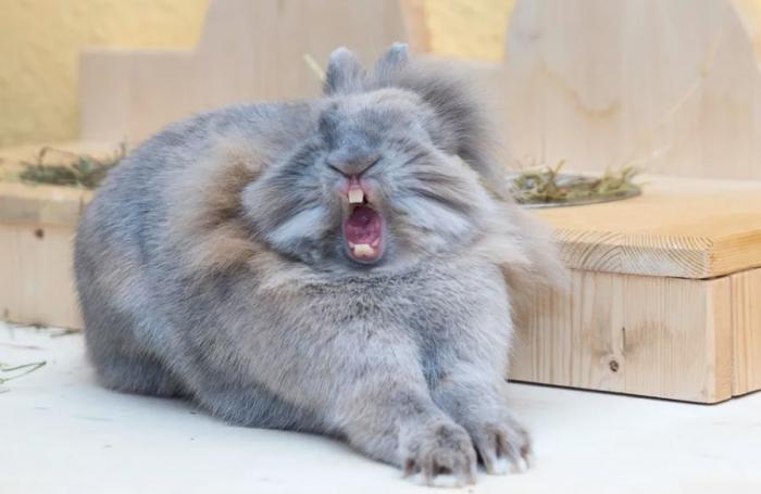 Las 29 fotos más divertidas de mascotas de los premios Comedy Pet Photo Awards