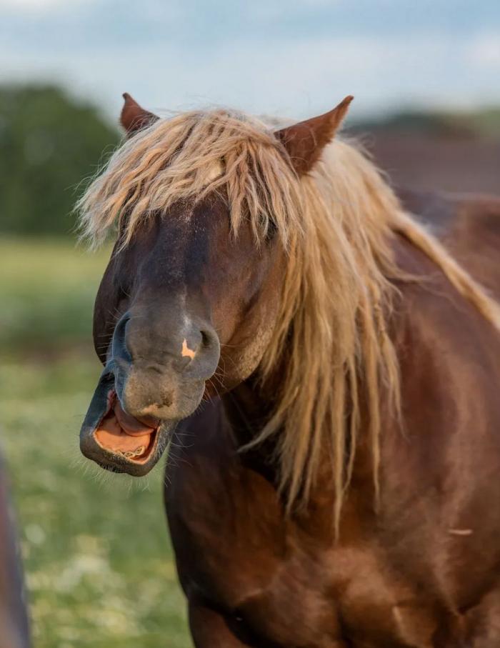 Las 29 fotos más divertidas de mascotas de los premios Comedy Pet Photo Awards