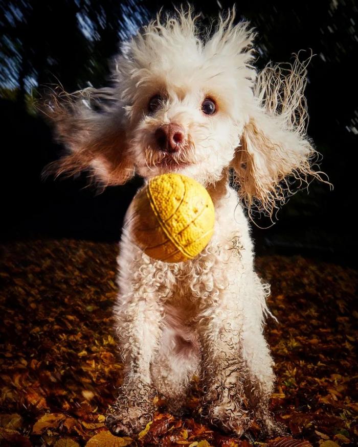 Las 29 fotos más divertidas de mascotas de los premios Comedy Pet Photo Awards