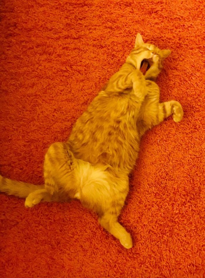 Las 29 fotos más divertidas de mascotas de los premios Comedy Pet Photo Awards