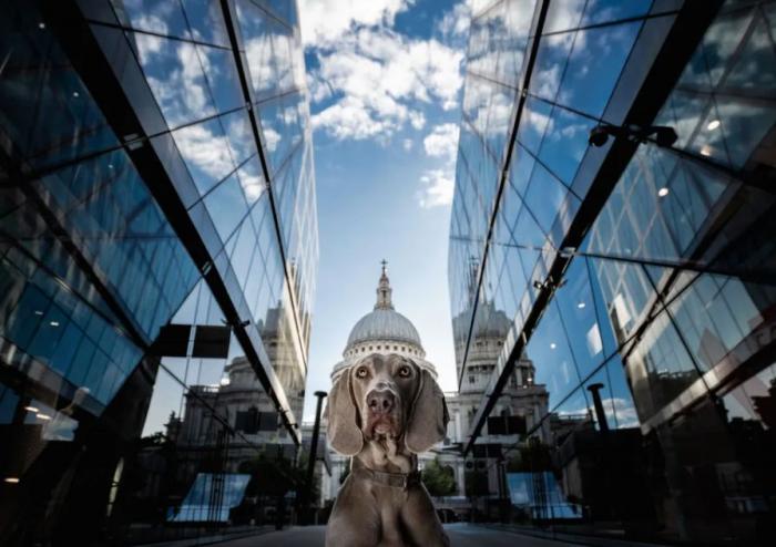 Las 29 fotos más divertidas de mascotas de los premios Comedy Pet Photo Awards