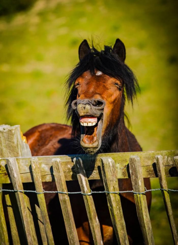 Las 29 fotos más divertidas de mascotas de los premios Comedy Pet Photo Awards