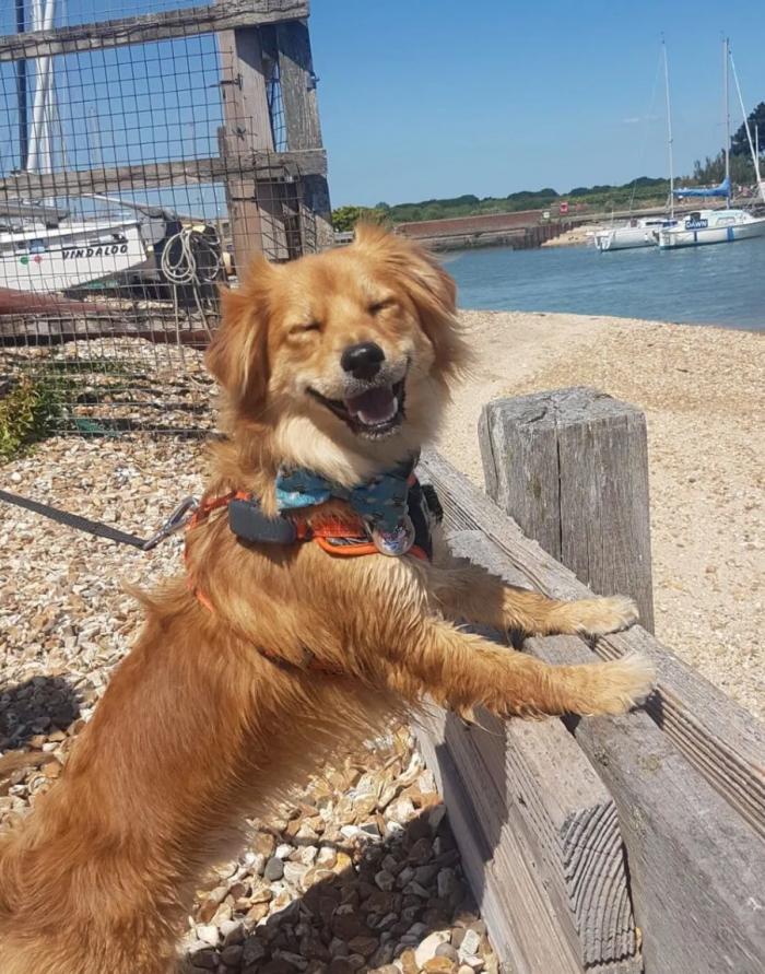 Las 29 fotos más divertidas de mascotas de los premios Comedy Pet Photo Awards