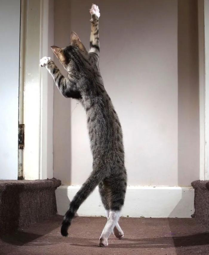 Las 29 fotos más divertidas de mascotas de los premios Comedy Pet Photo Awards