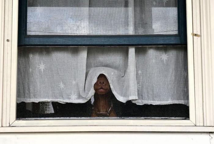 Las 29 fotos más divertidas de mascotas de los premios Comedy Pet Photo Awards