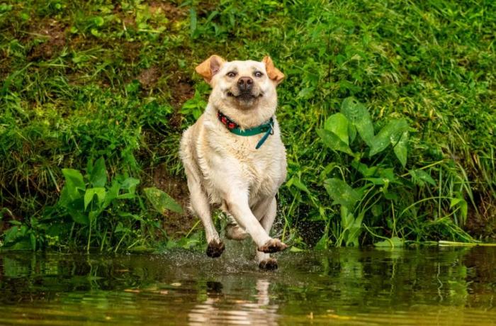 Las 29 fotos más divertidas de mascotas de los premios Comedy Pet Photo Awards