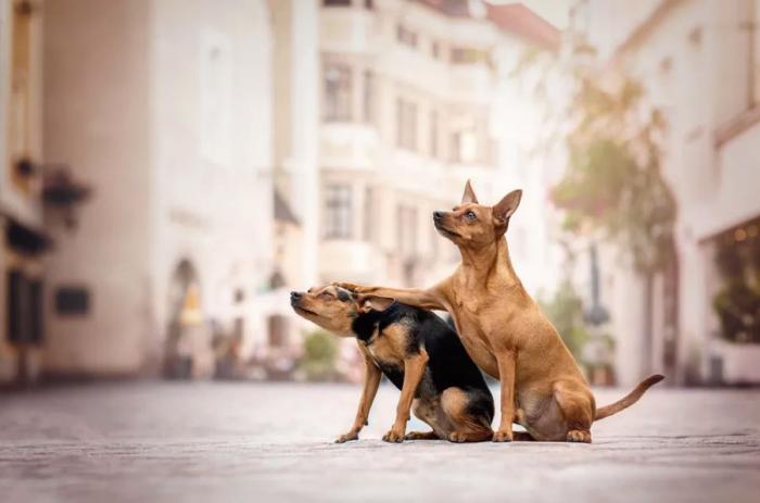 Las 29 fotos más divertidas de mascotas de los premios Comedy Pet Photo Awards