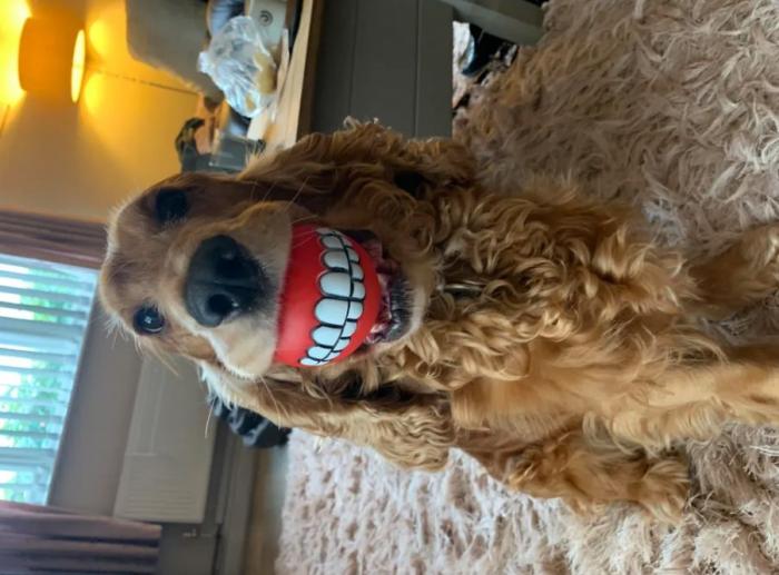 Las 29 fotos más divertidas de mascotas de los premios Comedy Pet Photo Awards