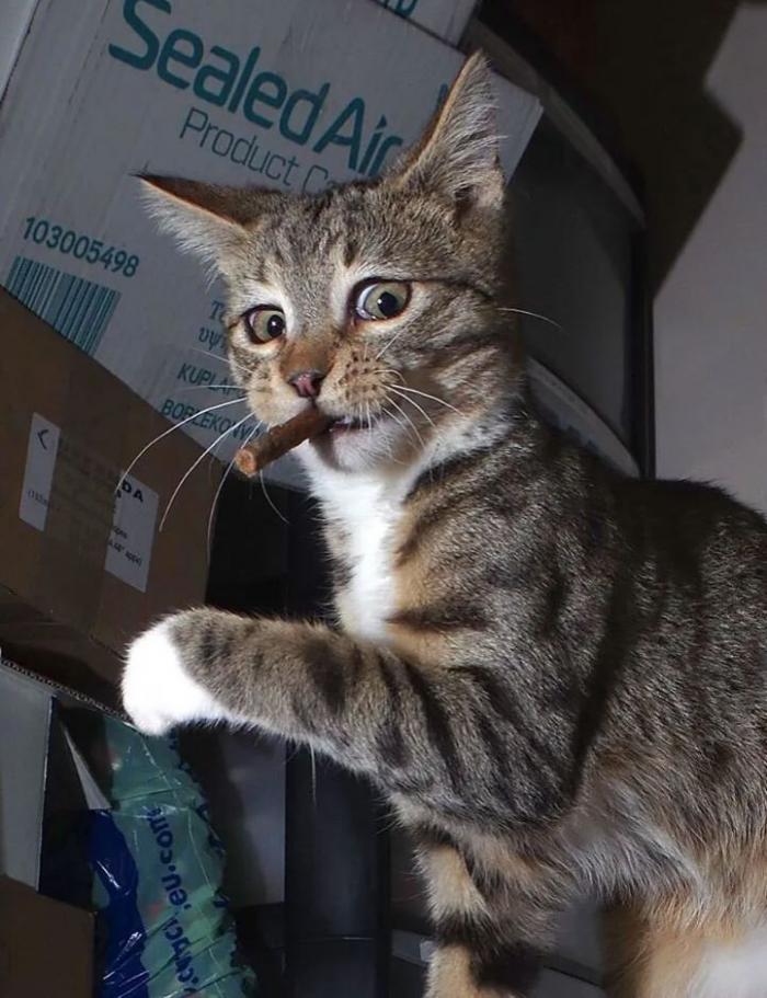 Las 29 fotos más divertidas de mascotas de los premios Comedy Pet Photo Awards