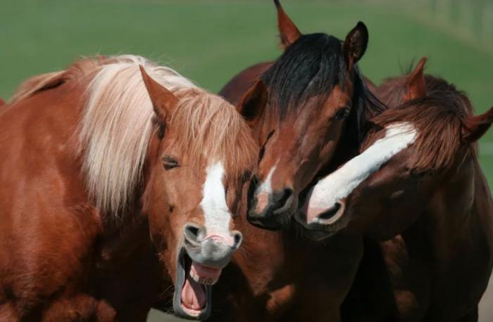 Las 29 fotos más divertidas de mascotas de los premios Comedy Pet Photo Awards