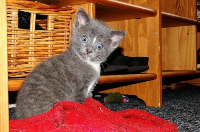 Las 29 fotos más divertidas de mascotas de los premios Comedy Pet Photo Awards