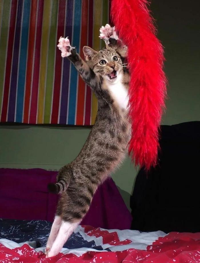 Las 29 fotos más divertidas de mascotas de los premios Comedy Pet Photo Awards