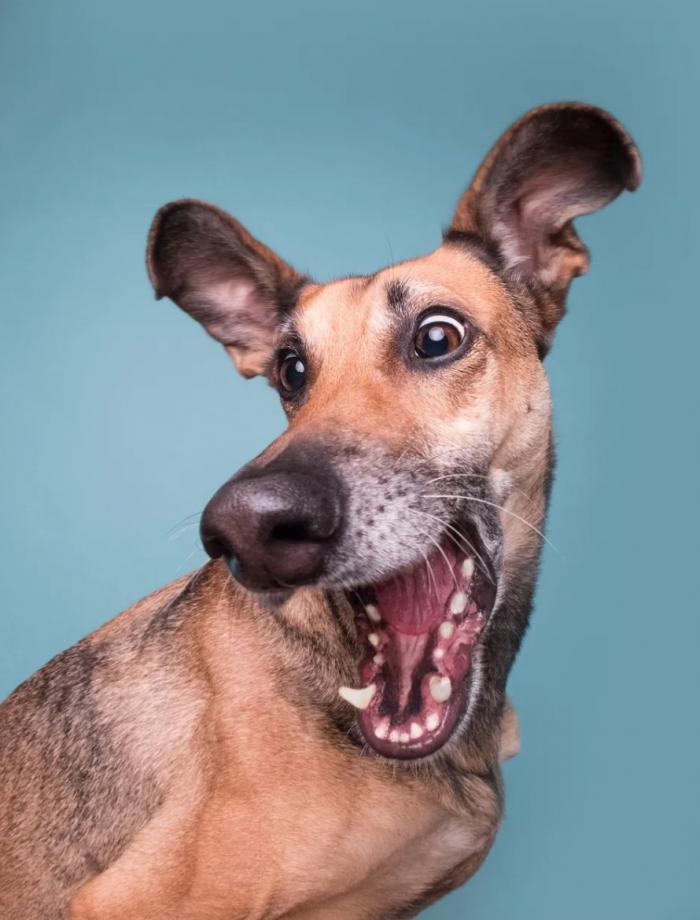 Las 29 fotos más divertidas de mascotas de los premios Comedy Pet Photo Awards