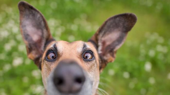 Las 29 fotos más divertidas de mascotas de los premios Comedy Pet Photo Awards