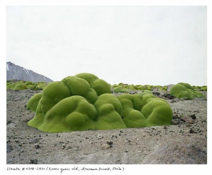 Estas son algunas de las cosas vivas más viejas del Planeta