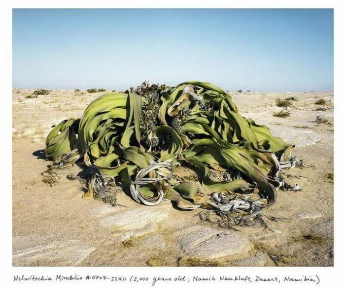 Estas son algunas de las cosas vivas más viejas del Planeta