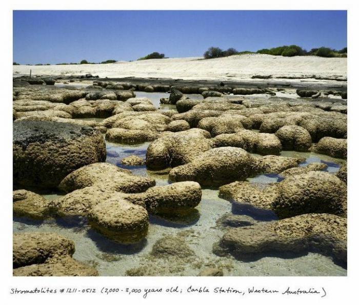 Estas son algunas de las cosas vivas más viejas del Planeta