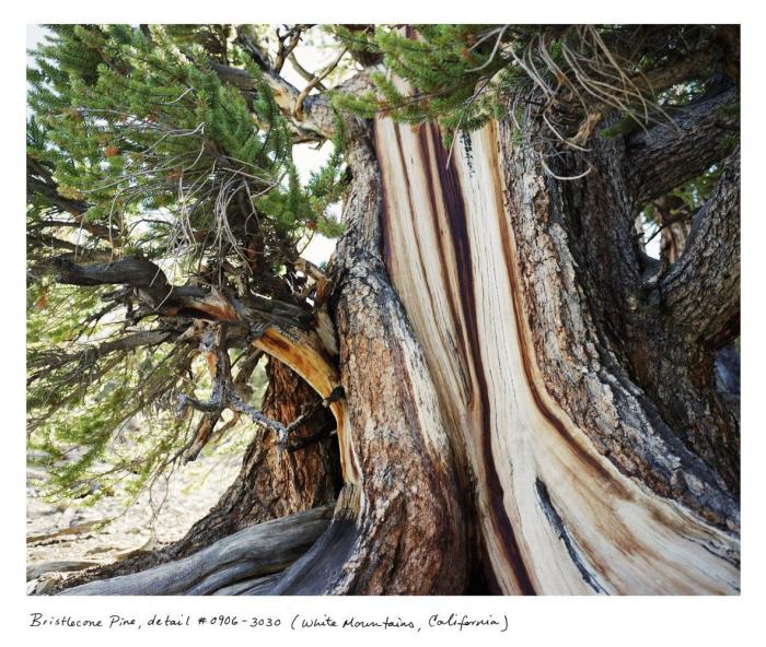 Estas son algunas de las cosas vivas más viejas del Planeta