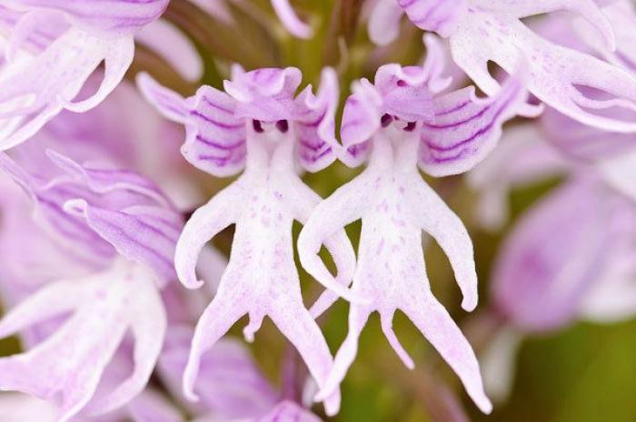 Flores que parecen otra cosa