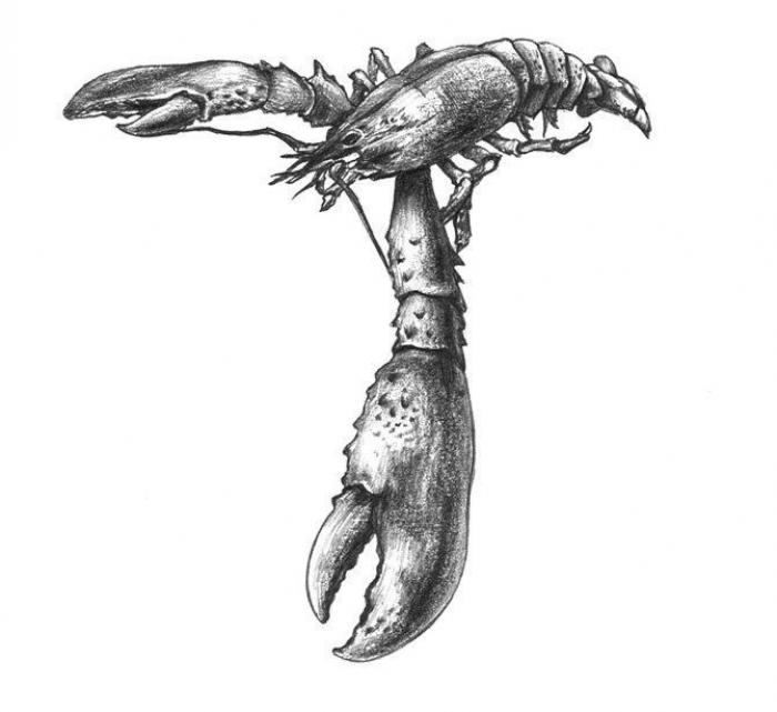 El alfabeto de hombres y animales del japonés Eriko Nakawa (FOTOS)