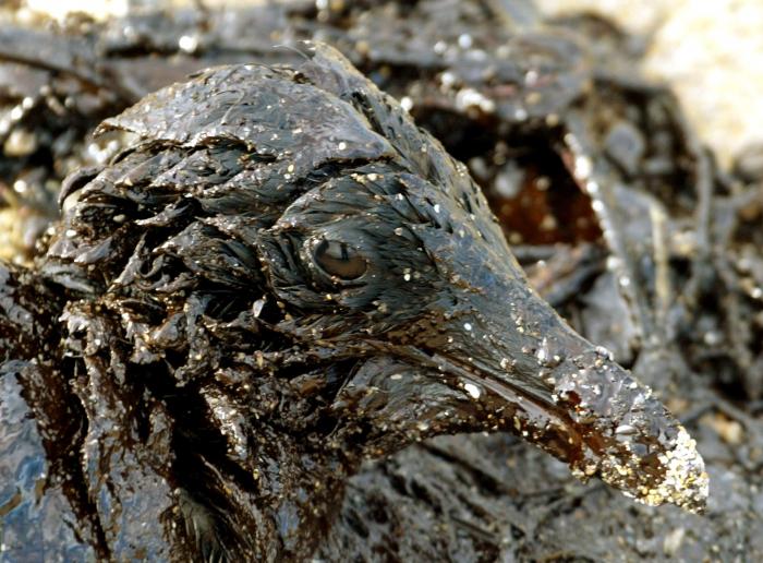 'Salvados' explica porqué no has visto a algunos políticos en su especial del Prestige