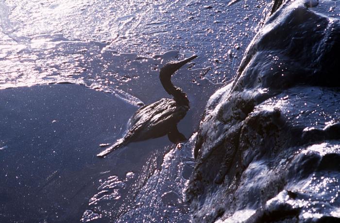 'Salvados' explica porqué no has visto a algunos políticos en su especial del Prestige