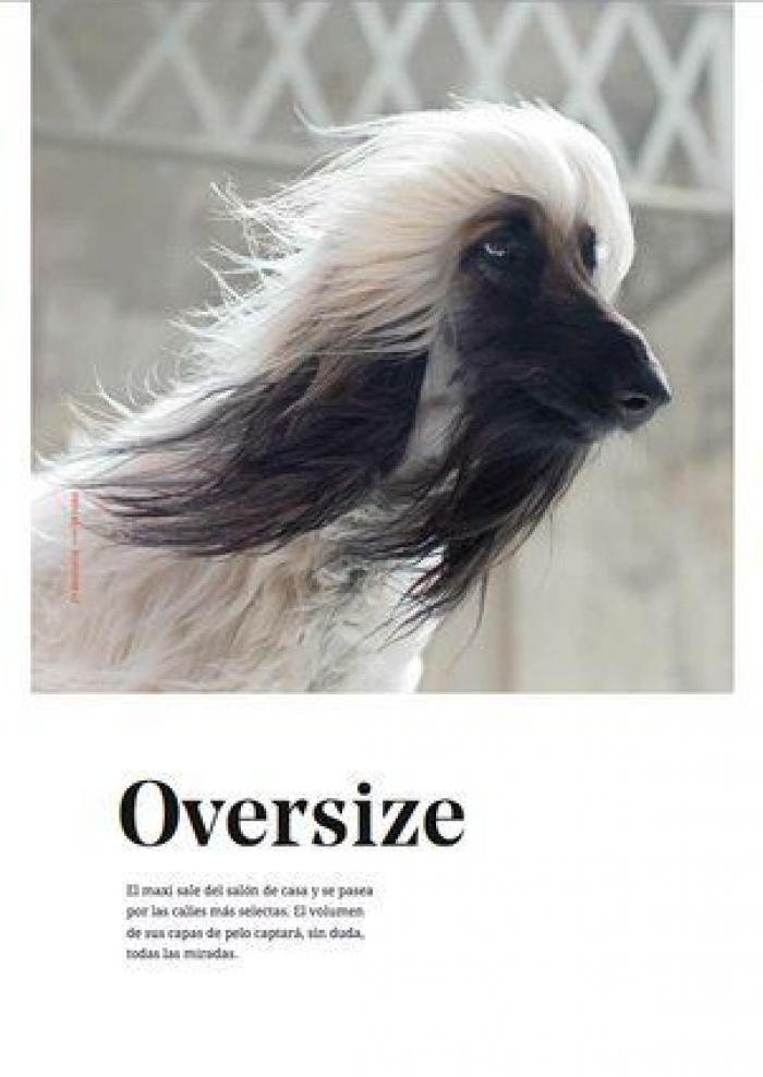 Este original catálogo de moda busca concienciar sobre el abandono de animales