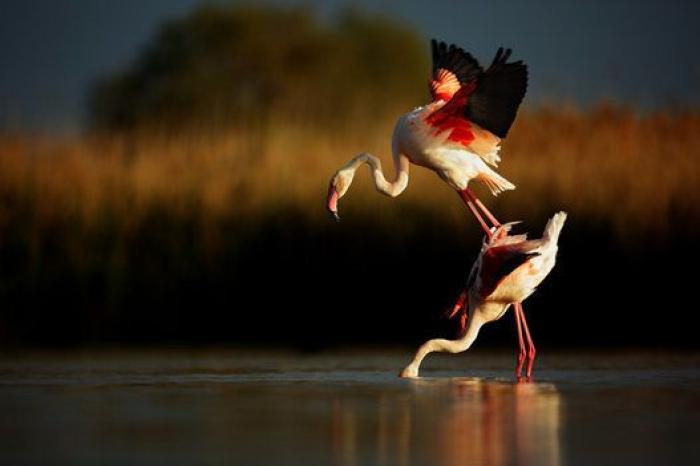 15 imágenes maravillosas del concurso de fotografía de Sony