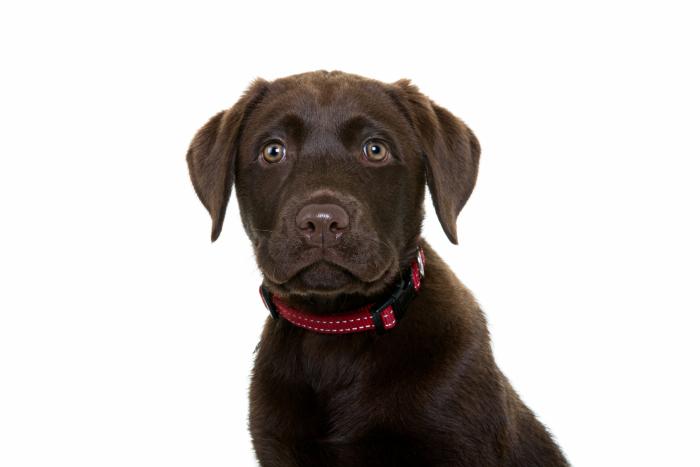 Las mejores razas de perro para tener en un piso o apartamento