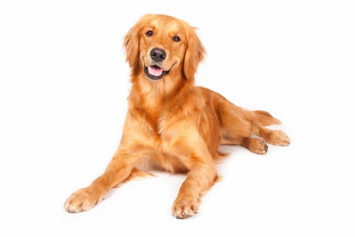 Las mejores razas de perro para tener en un piso o apartamento