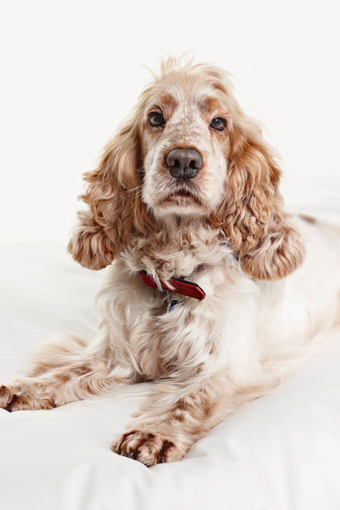 Las mejores razas de perro para tener en un piso o apartamento