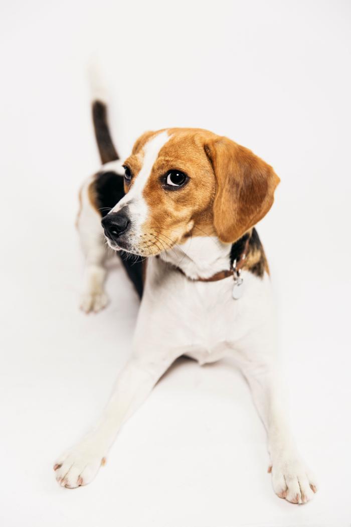 Las mejores razas de perro para tener en un piso o apartamento