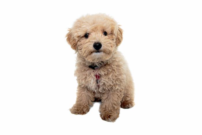 Las mejores razas de perro para tener en un piso o apartamento