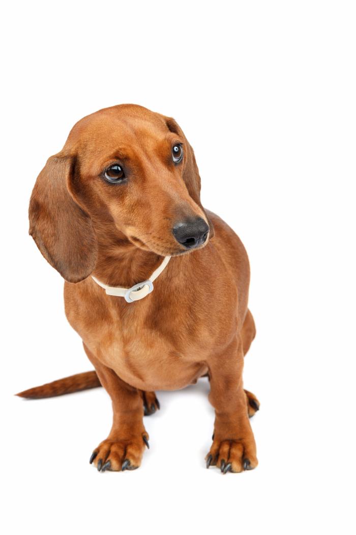 Las mejores razas de perro para tener en un piso o apartamento