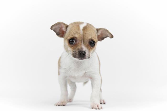 Las mejores razas de perro para tener en un piso o apartamento