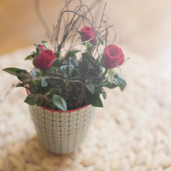 15 plantas de interior con flor en otoño