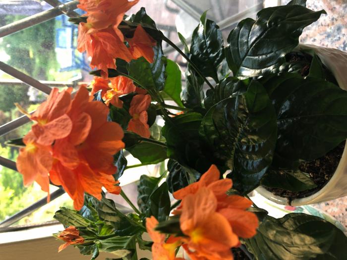 15 plantas de interior con flor en otoño