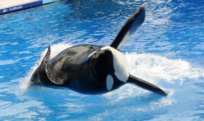 Conmoción por la repentina muerte de Amaya, la orca más joven del Sea World de San Diego