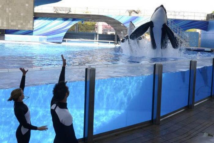 Conmoción por la repentina muerte de Amaya, la orca más joven del Sea World de San Diego