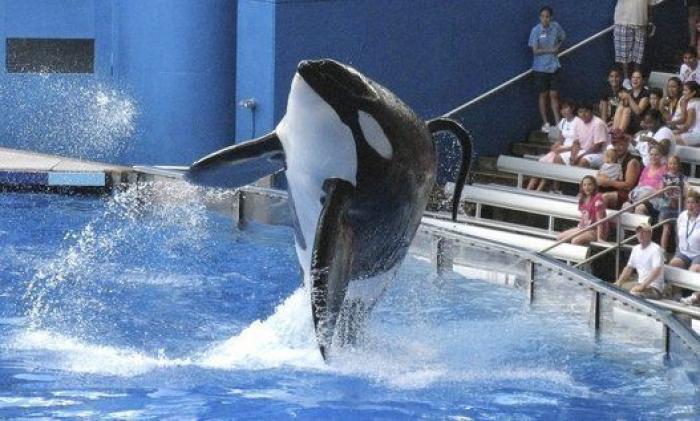 Conmoción por la repentina muerte de Amaya, la orca más joven del Sea World de San Diego