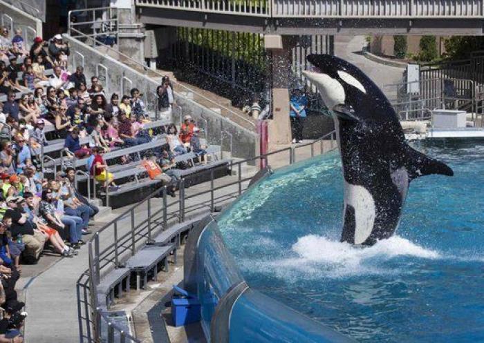 Conmoción por la repentina muerte de Amaya, la orca más joven del Sea World de San Diego