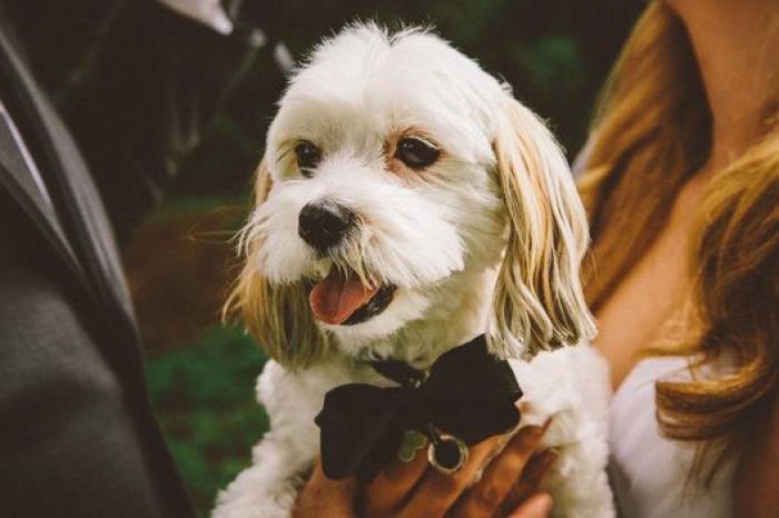 Cómo escribir un buen discurso de boda aunque no seas escritor