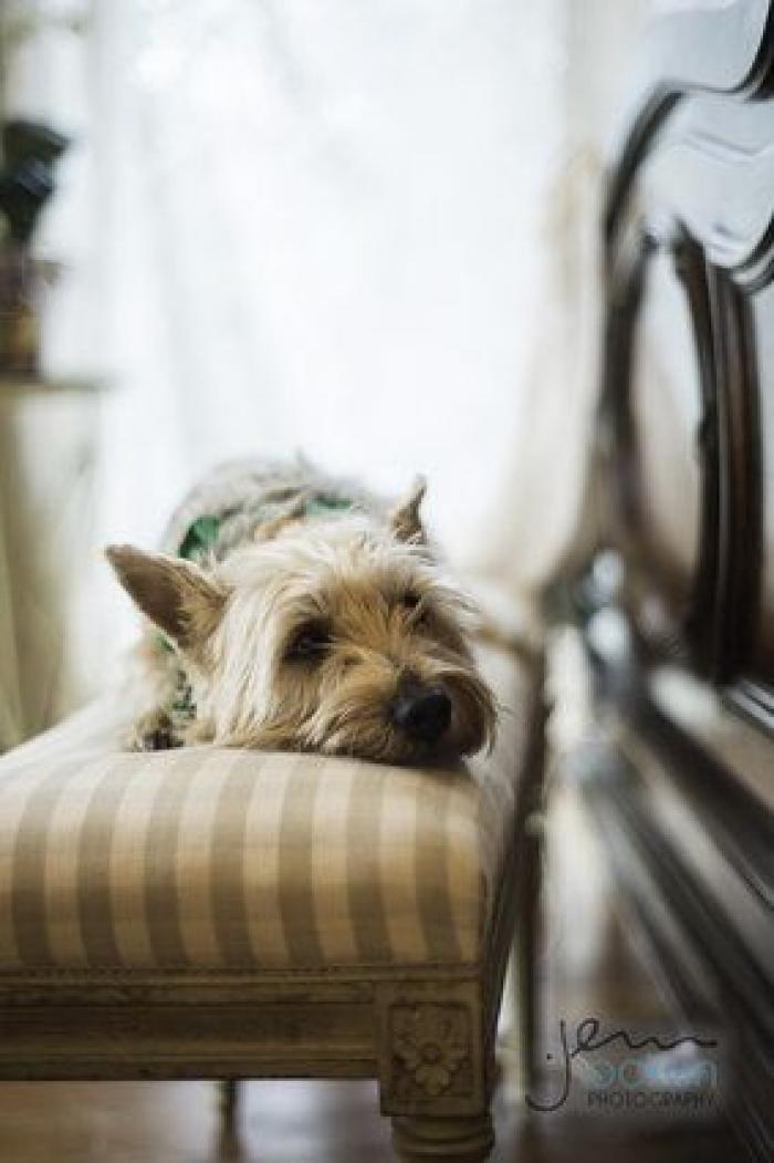 Cómo escribir un buen discurso de boda aunque no seas escritor
