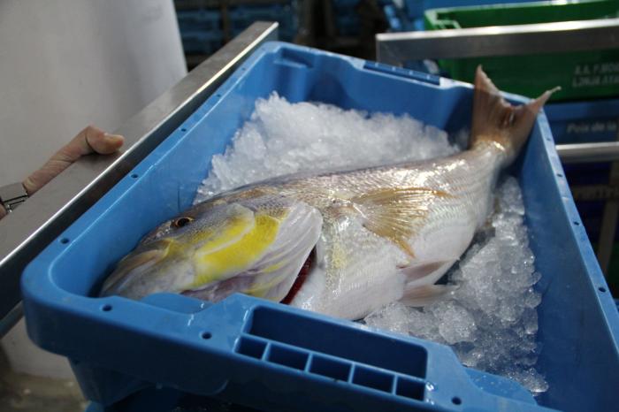 Esto es todo lo que pasa con los pescados que compras cada día antes de que lleguen al súper