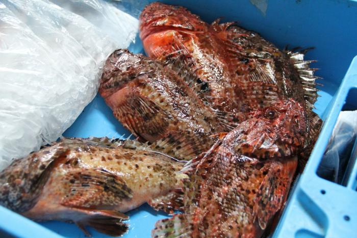 Esto es todo lo que pasa con los pescados que compras cada día antes de que lleguen al súper