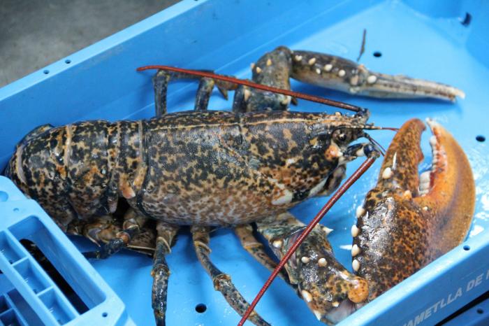 Esto es todo lo que pasa con los pescados que compras cada día antes de que lleguen al súper